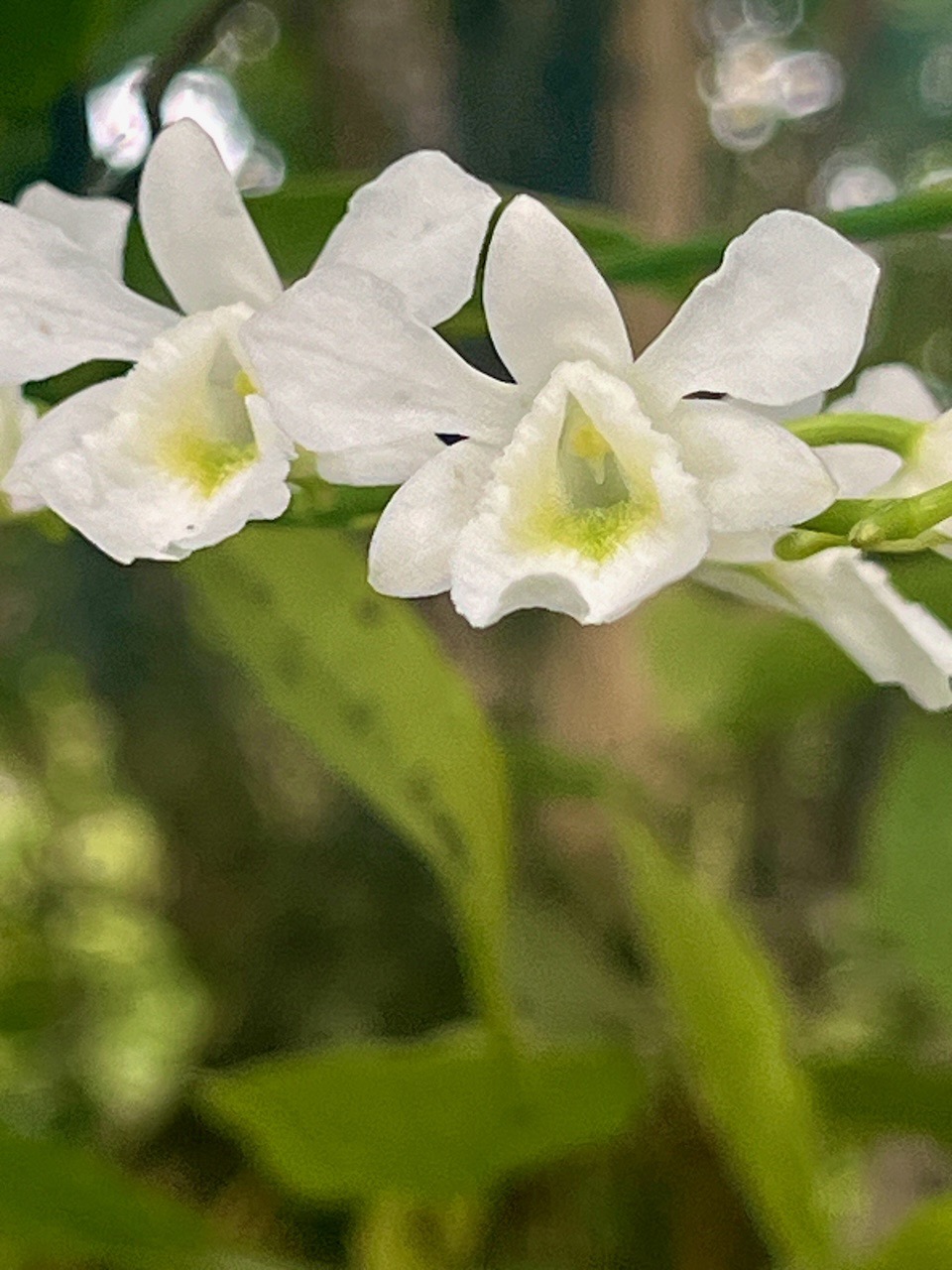 24. Beclardia macrostachya - Orchidée Muguet -  ORCHIDACEAE -indigène Réunion.jpeg