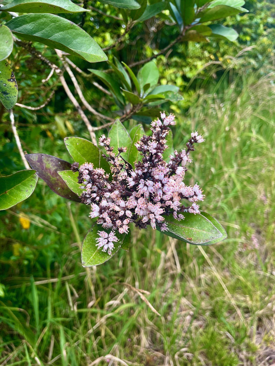 27. Nuxia verticillata - Bois maigre - Stilbacée-M..jpeg