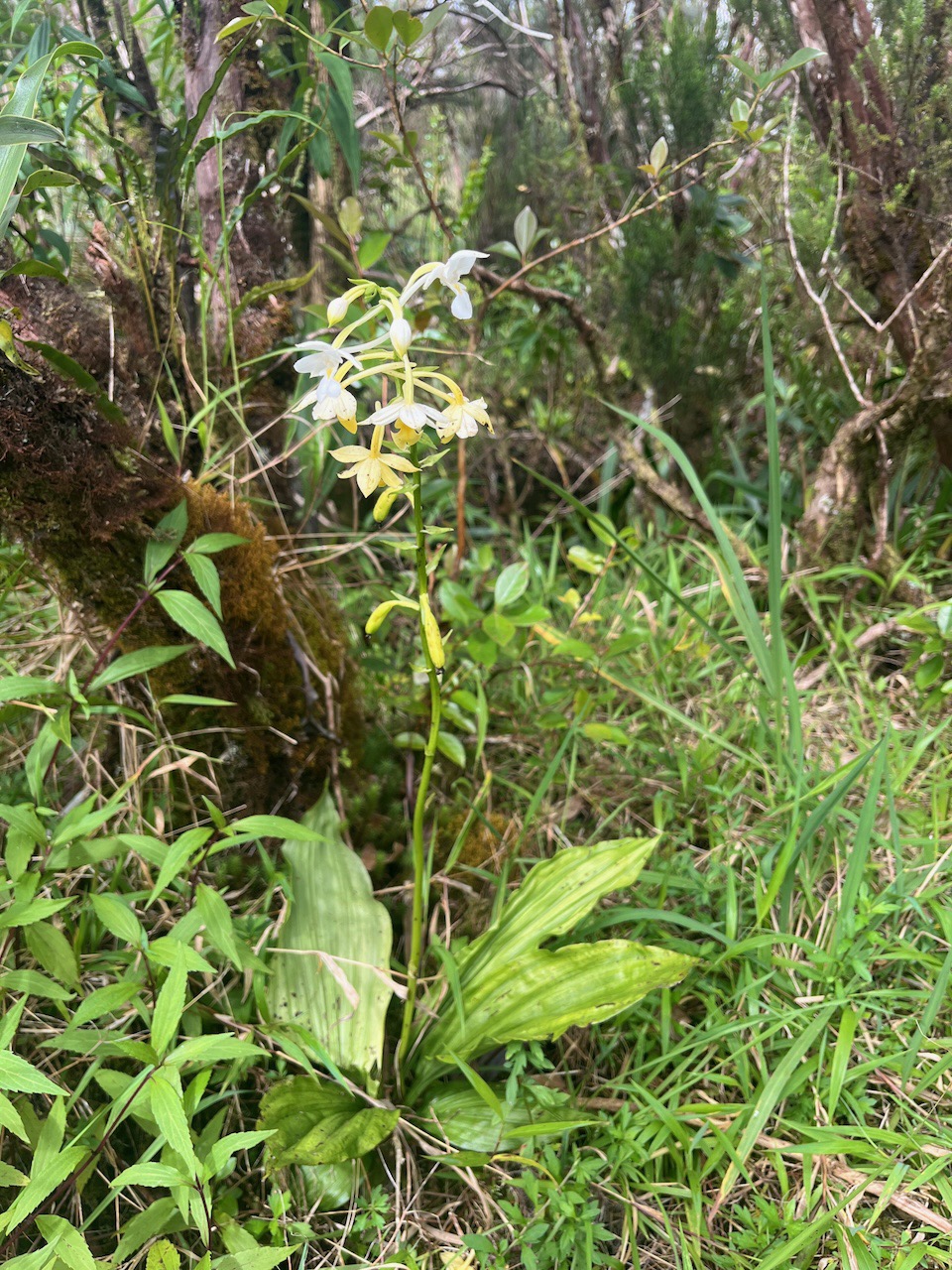 33. Calanthe sylvatica.jpeg