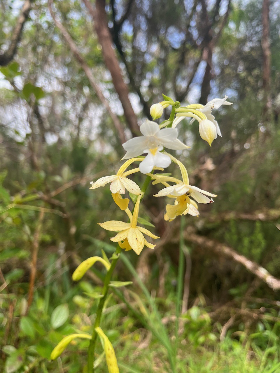 34. Calanthe sylvatica.jpeg