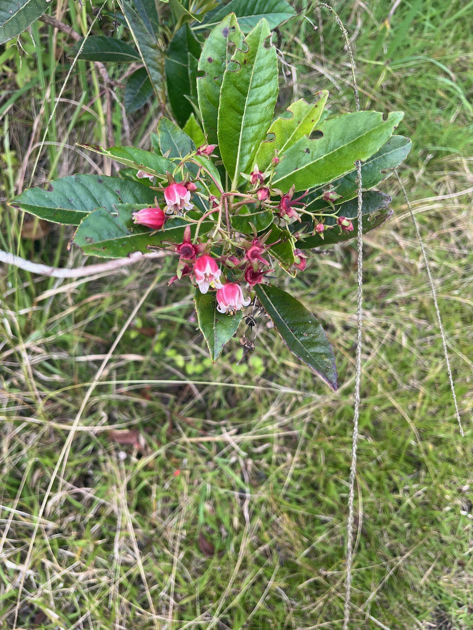 35. Forgesia racemosa Bois de Laurent Martin Esc alloniaceae Endémique La Réunion.jpeg