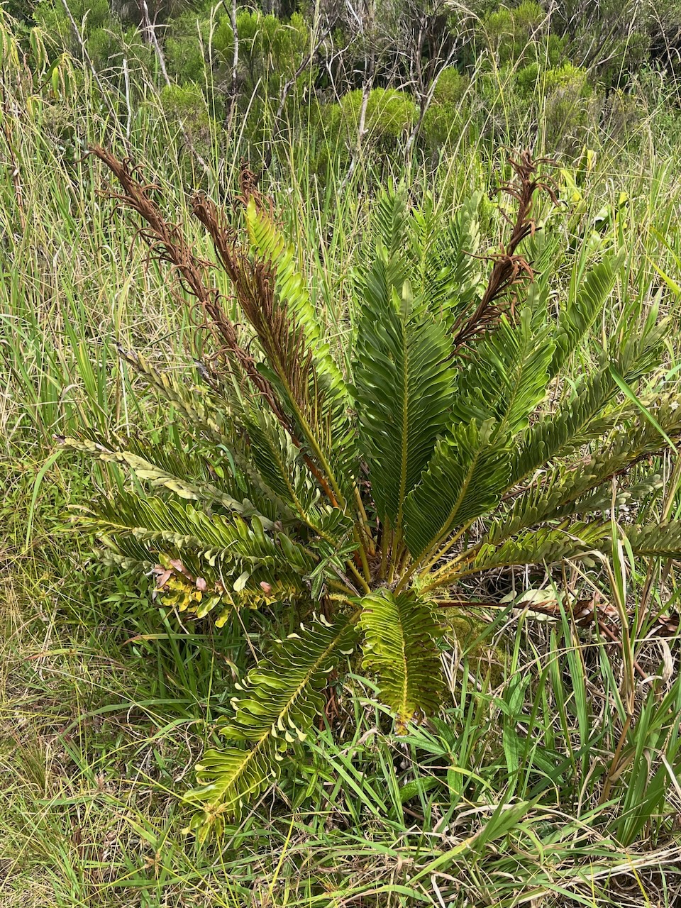 39. Blechnum tabulare (Thunb.) Kuhn - Fausse osmonde - Indigène Réunion.jpeg