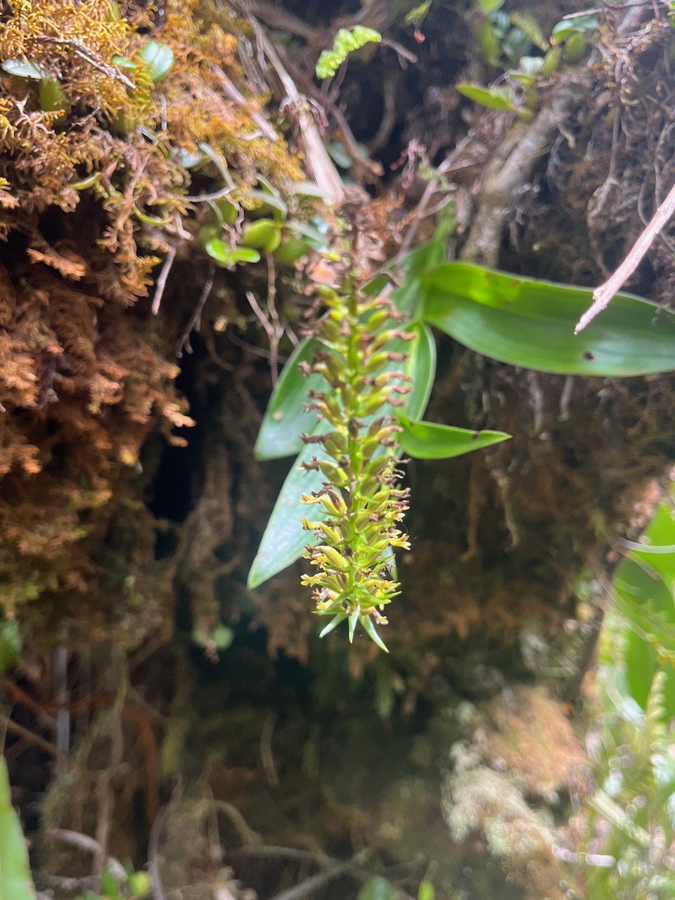 40. ??? Benthamia africana Orchidaceae Indigène La Réunion.jpeg