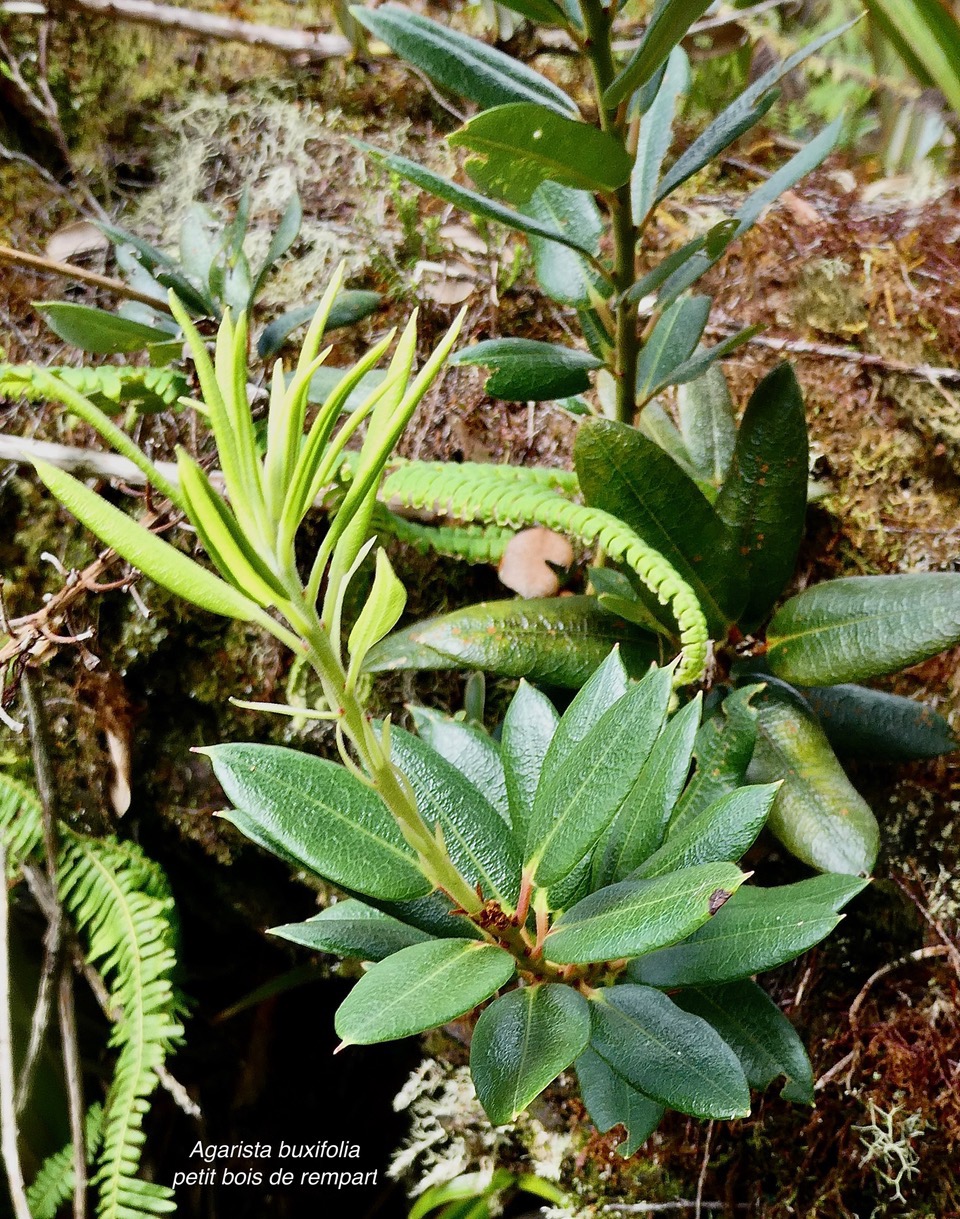 Agarista buxifolia.petit bois de rempart.ericaceae.endémique Madagascar Mascareignes..jpeg