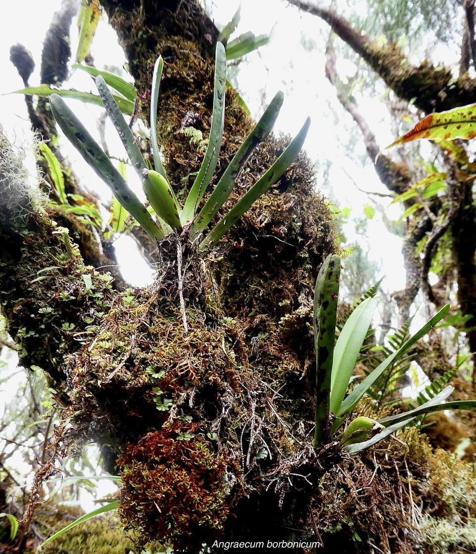 Angraecum borbonicum.( avec fruit  ) orchidaceae.endémique Réunion..jpeg