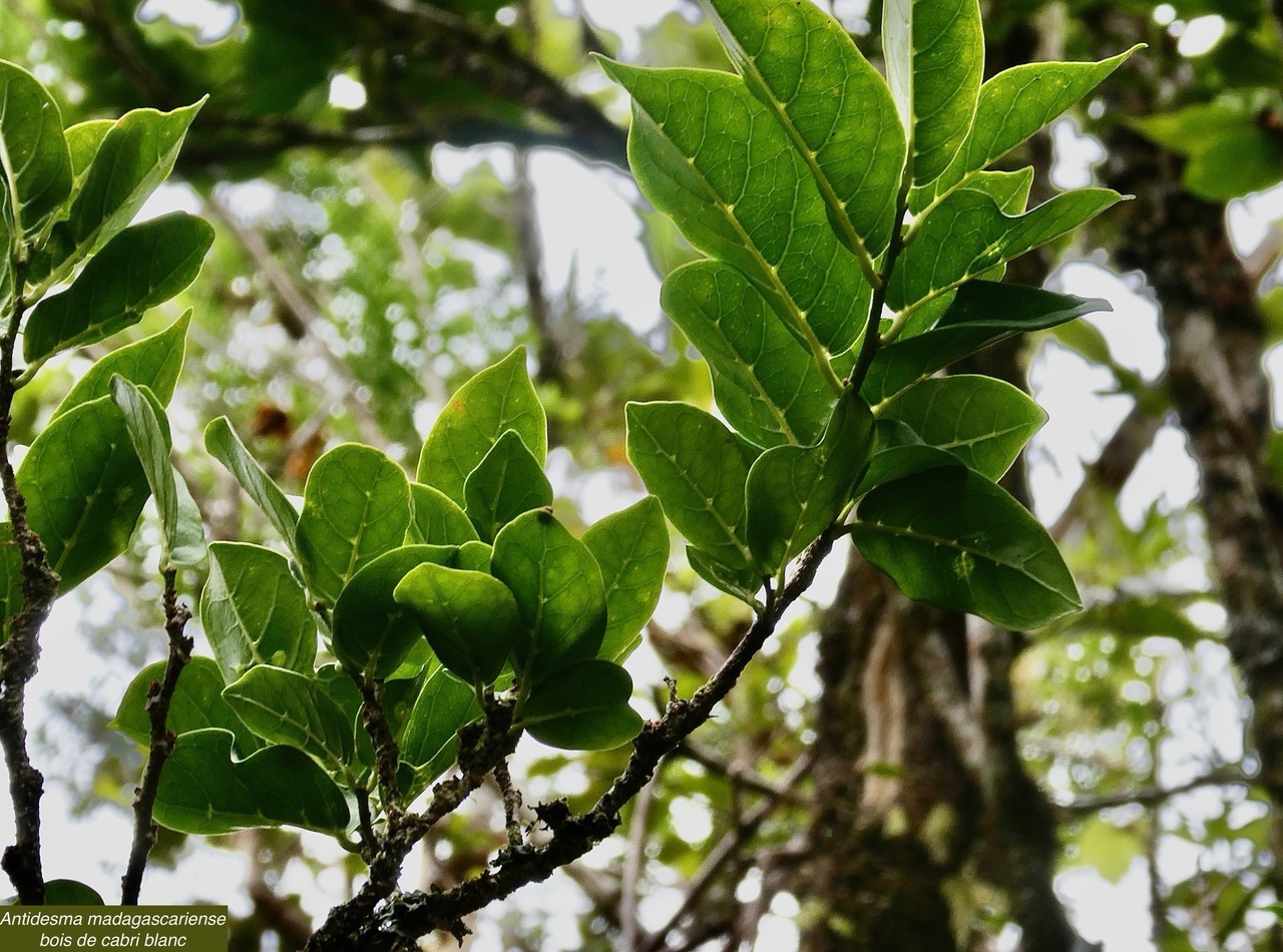 Antidesma madagascariense. Bois de cabri blanc.phyllanthaceae.indigène Réunion. (1).jpeg