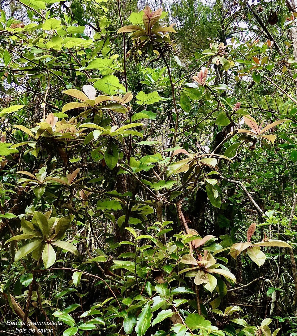 Badula grammisticta.bois de savon.primulaceae.endémique Réunion. (1).jpeg