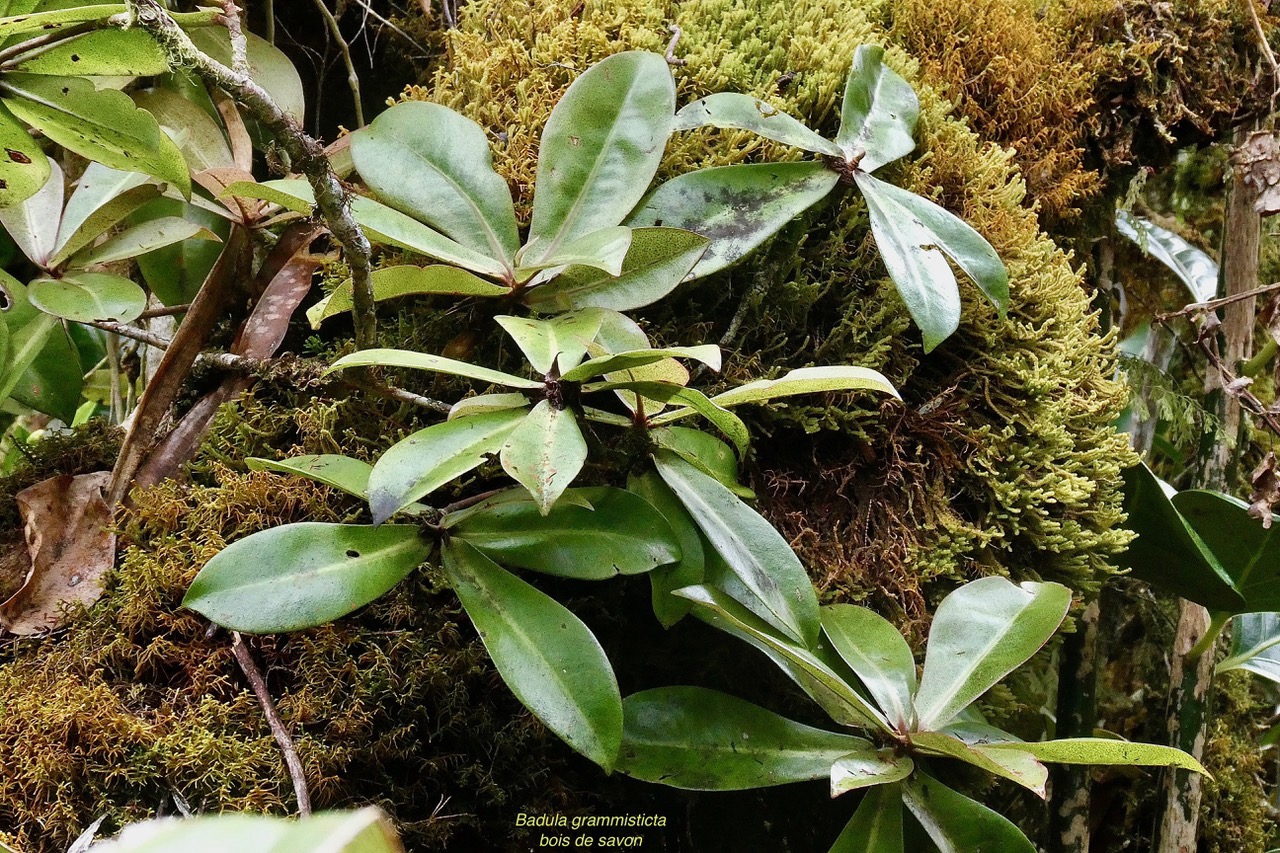 Badula grammisticta.bois de savon.primulaceae.endémique Réunion. (3).jpeg