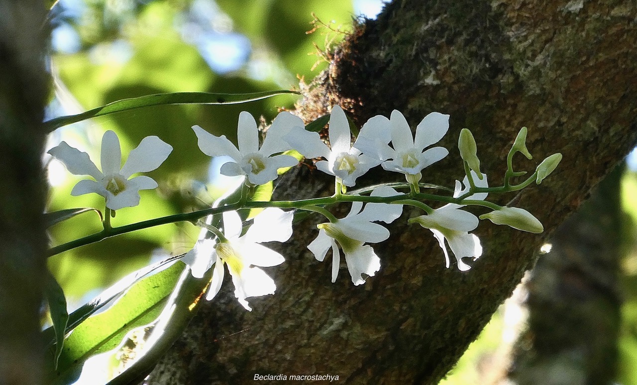 Beclardia macrostachya.muguet. endémique Madagascar Mascareignes. (1).jpeg