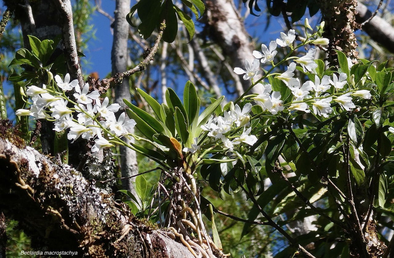 Beclardia macrostachya.muguet. endémique Madagascar Mascareignes. (2).jpeg