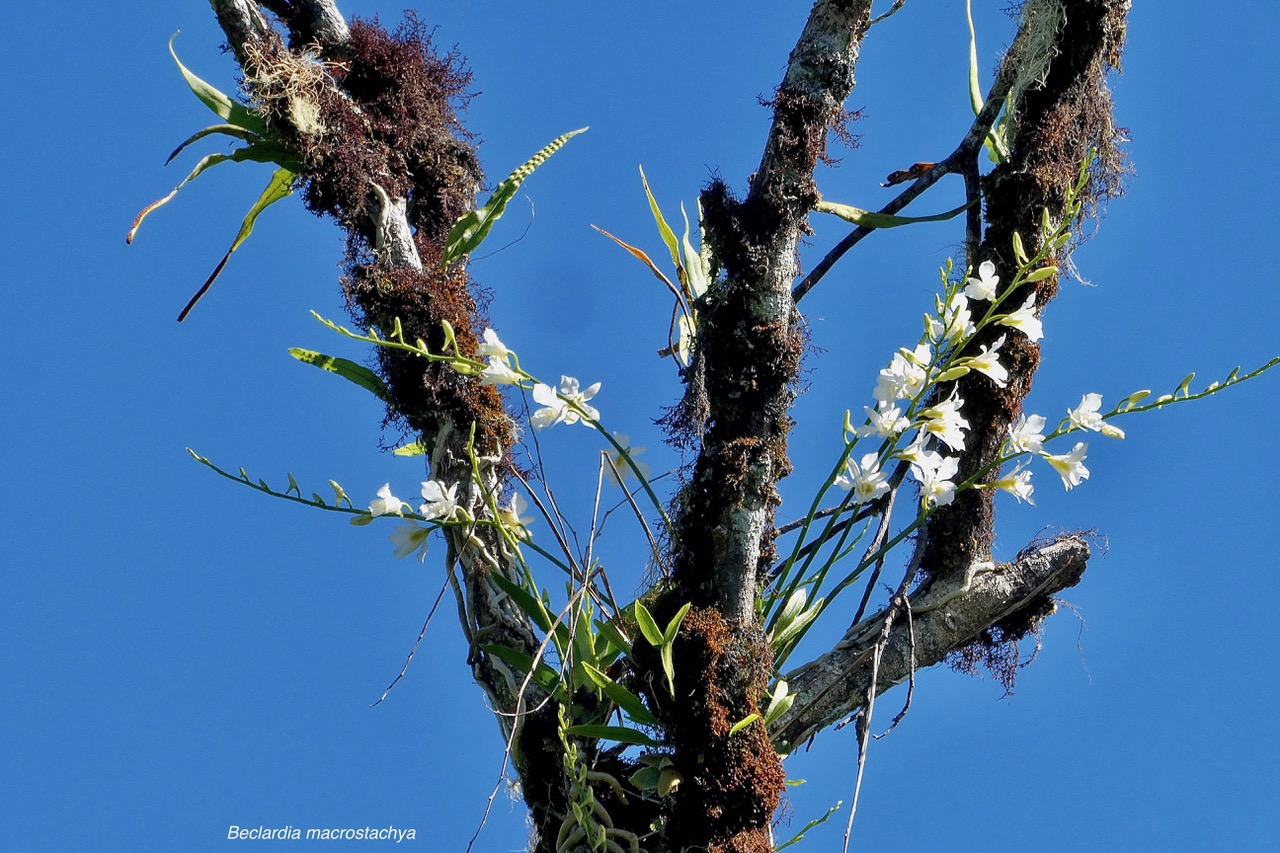 Beclardia macrostachya.muguet. endémique Madagascar Mascareignes. (3).jpeg