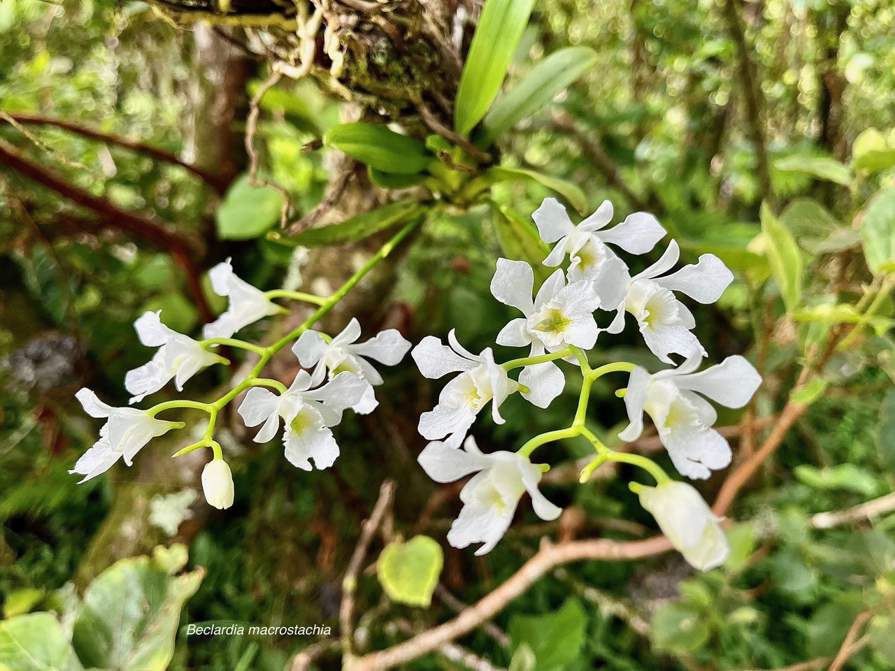 Beclardia macrostachya.muguet. endémique Madagascar Mascareignes. (4).jpeg