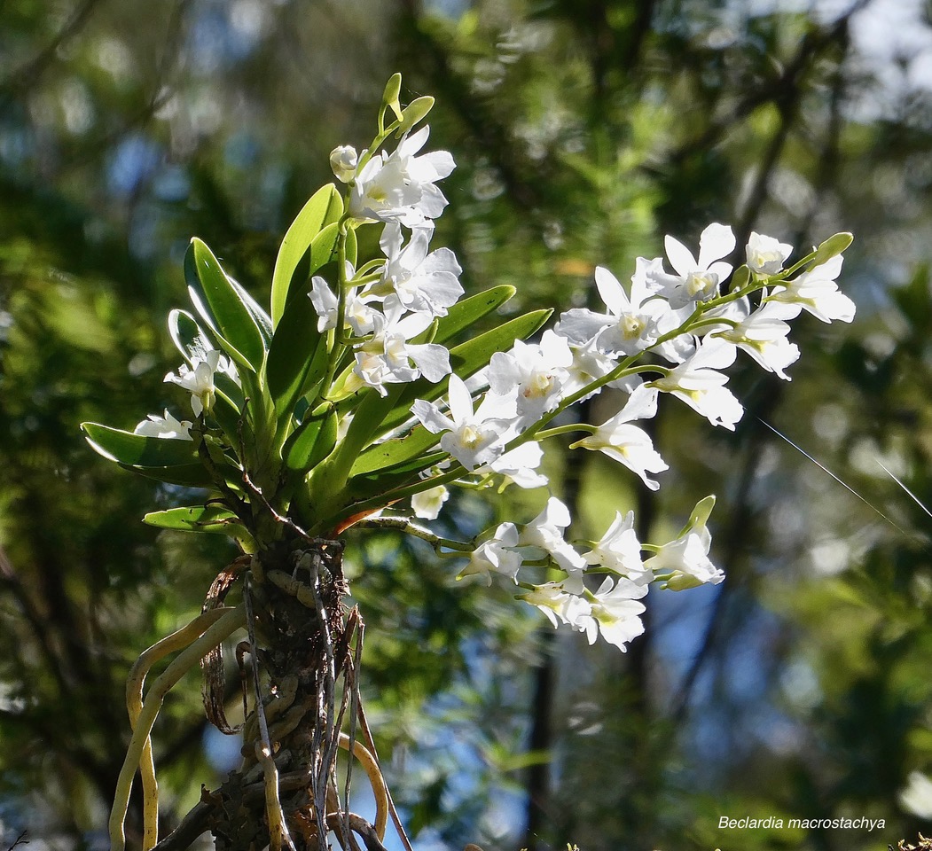 Beclardia macrostachya.muguet. endémique Madagascar Mascareignes..jpeg