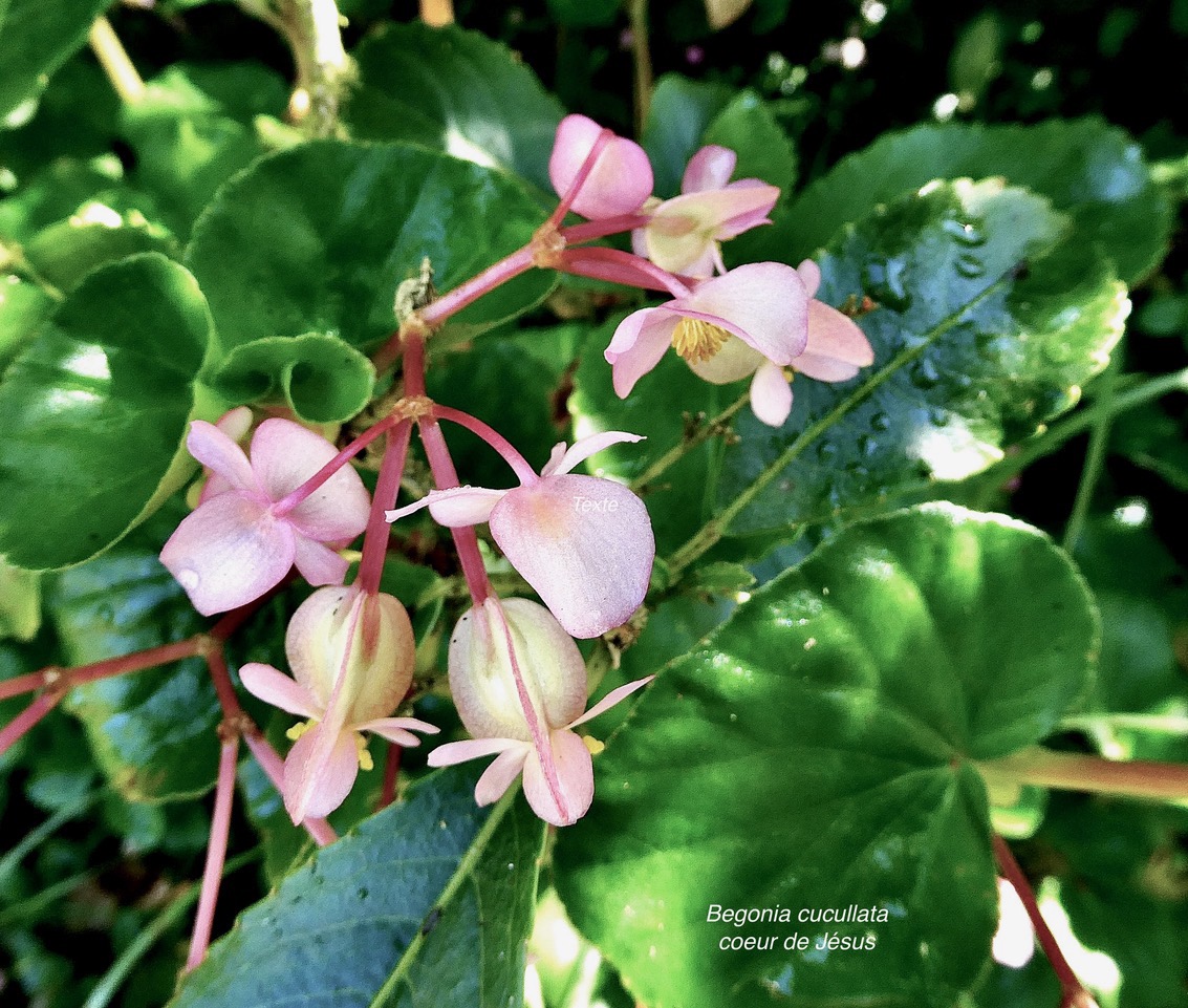 Begonia cucullata.coeur de Jésus.begoniaceae.espèce envahissante..jpeg