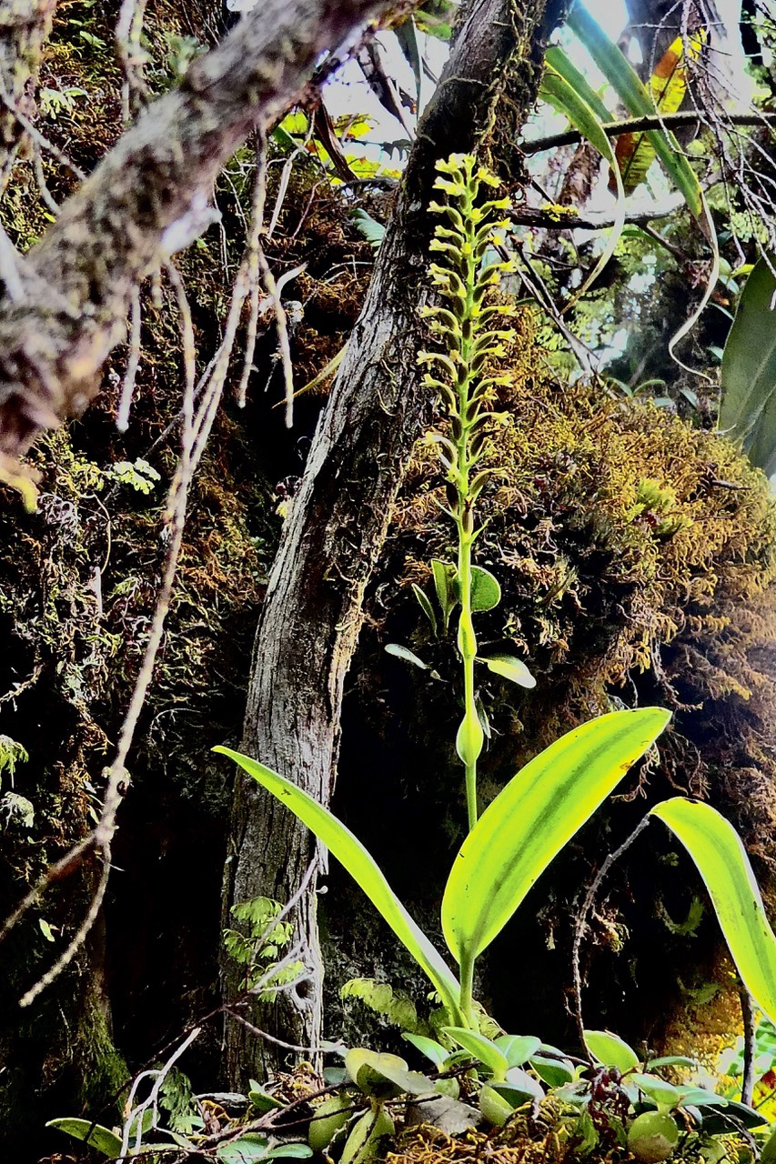 Benthamia nigrescens Schitr..Benthamia erinacea (Cordem) Hermans &P.J.Cribb .orchidaceae.endémique Madagascar.Réunion (1).jpeg