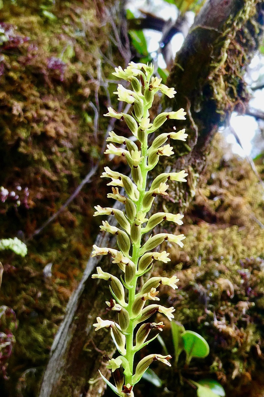 Benthamia nigrescens Schitr..Benthamia erinacea (Cordem) Hermans &P.J.Cribb .orchidaceae.endémique Madagascar.Réunion.jpeg