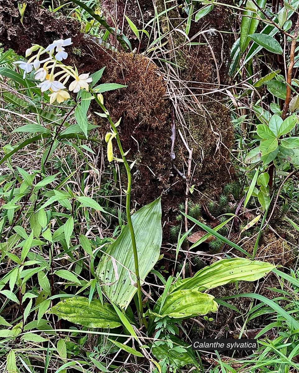 Calanthe sylvatica orchidaceae.Indigène Réunion (1).jpeg