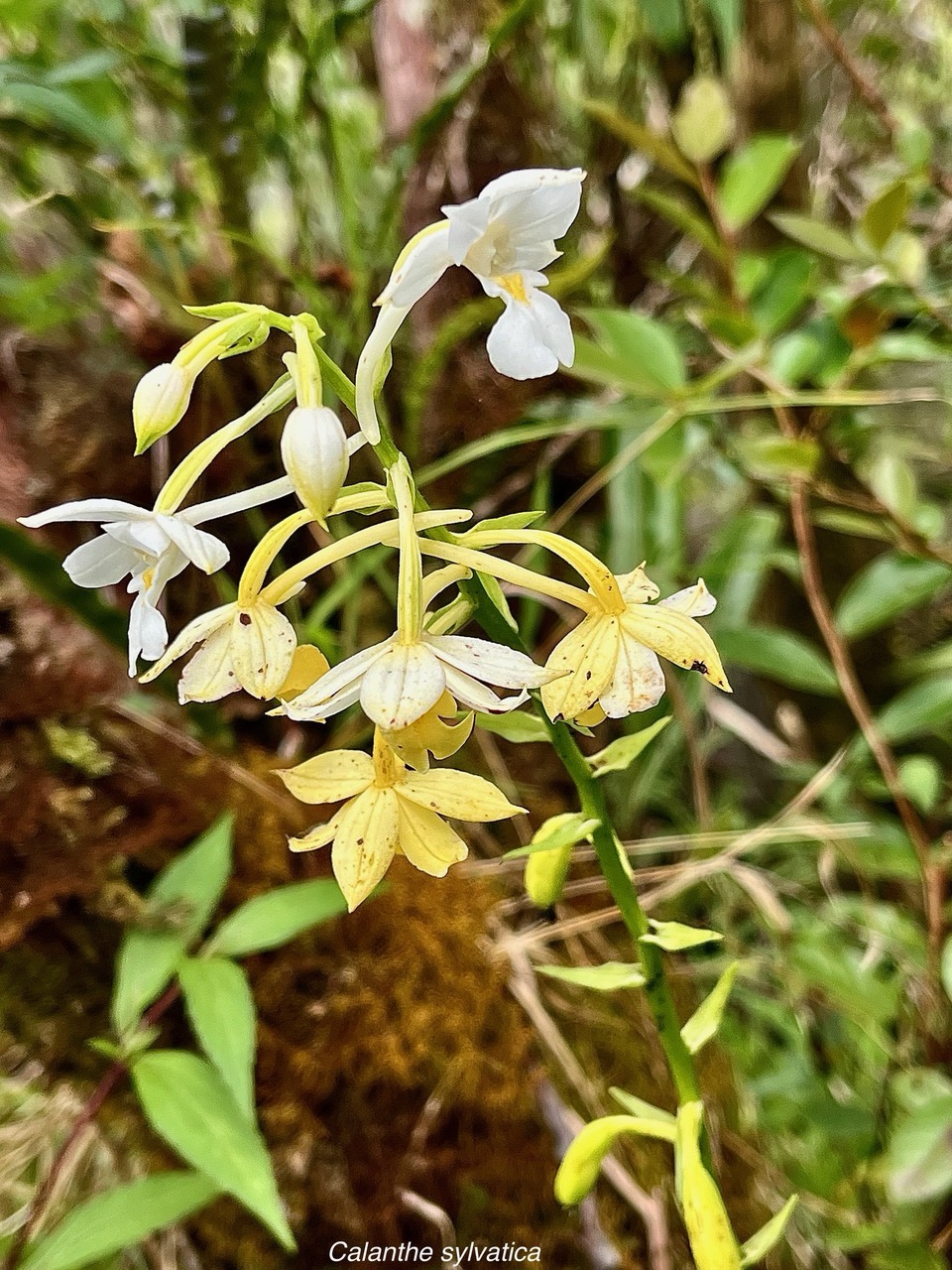 Calanthe sylvatica orchidaceae.Indigène Réunion.jpeg