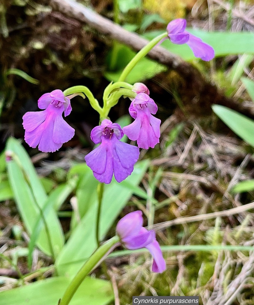 Cynorkis purpurascens.orchidaceae.endémique Madagascar Mascareignes. (1).jpeg