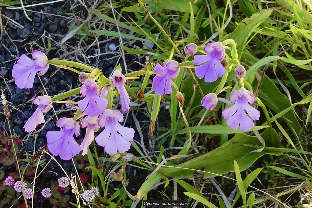 Cynorkis purpurascens.orchidaceae.endémique Madagascar Mascareignes..jpeg