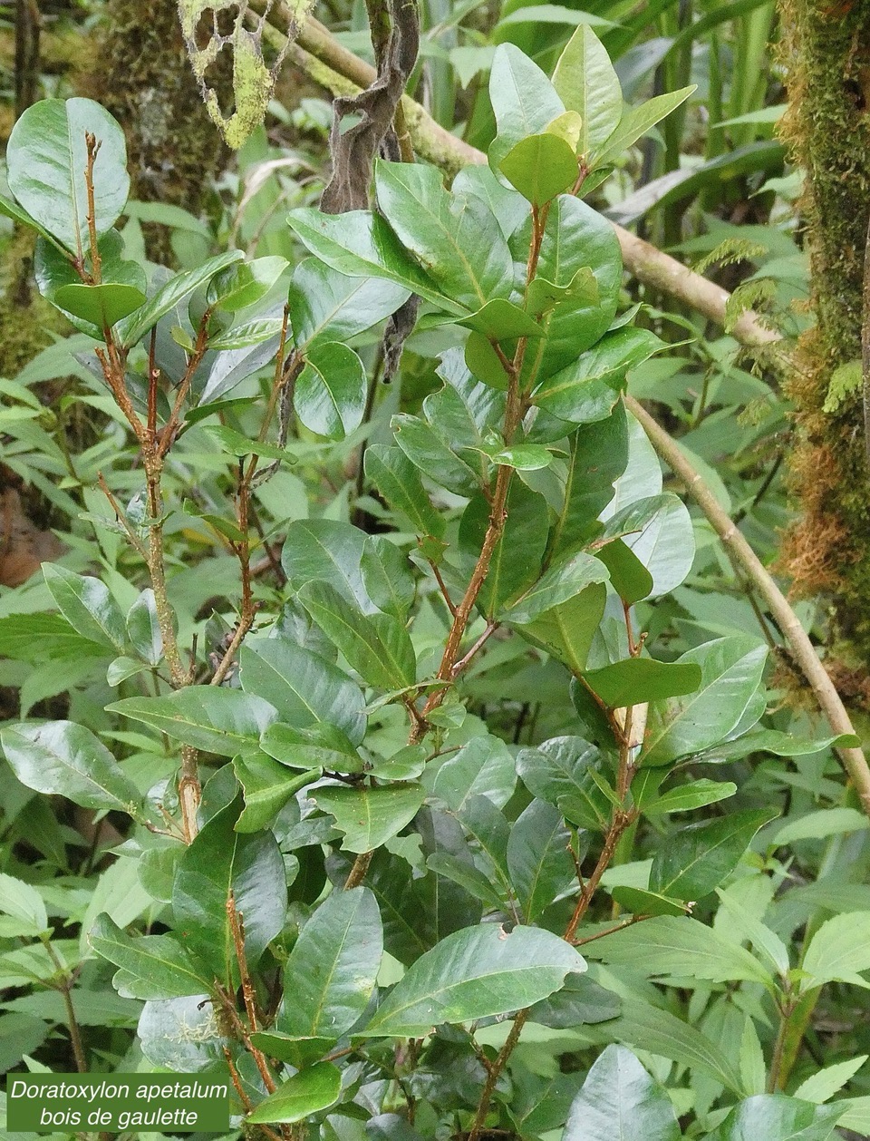 Doratoxylon apetalum . Bois de gaulette .sapindaceae.indigène Réunion. (1).jpeg