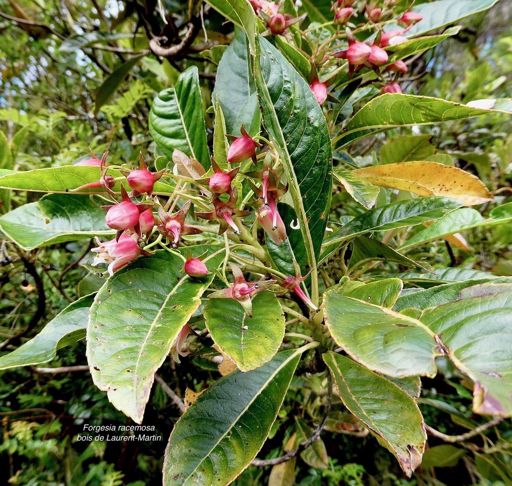 Forgesia racemosa.bois de Laurent-Martin.escalloniaceae.endémique Réunion. (1).jpeg