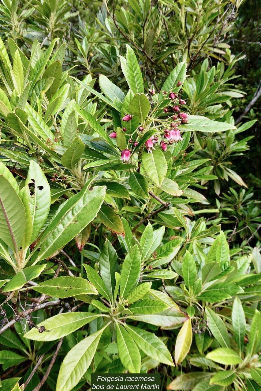 Forgesia racemosa.bois de Laurent-Martin.escalloniaceae.endémique Réunion..jpeg