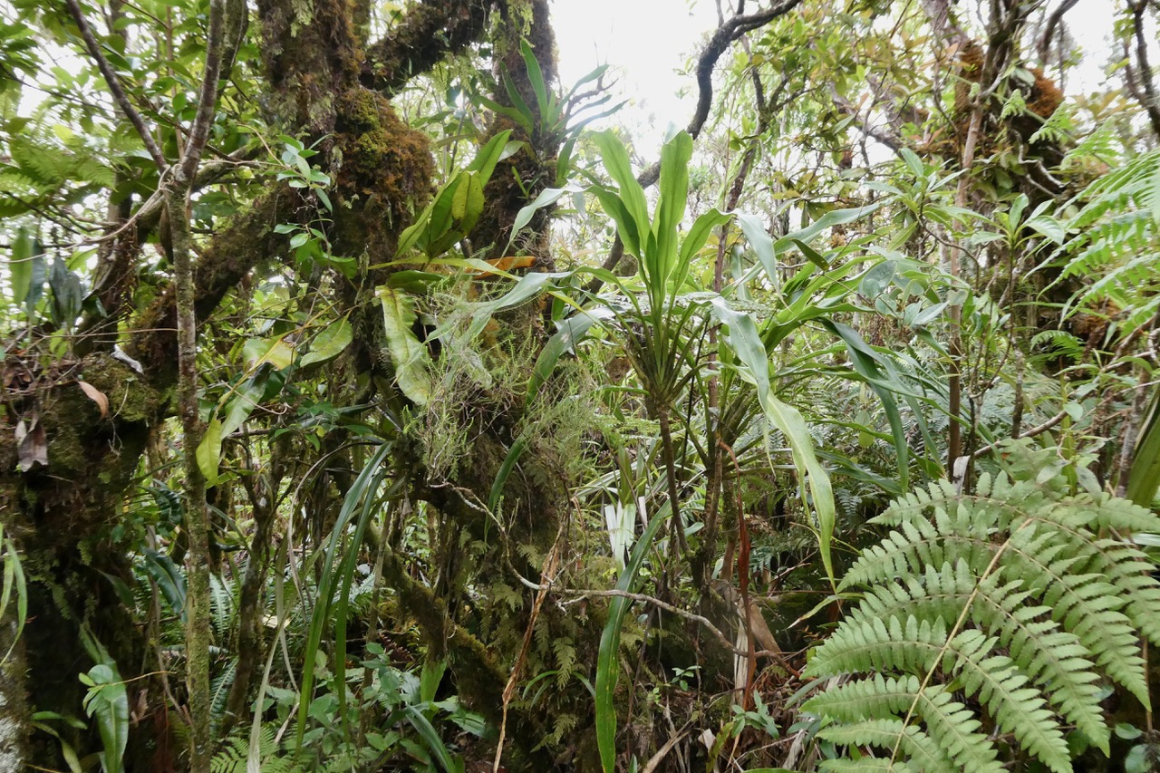 fouillis végétal..jpeg