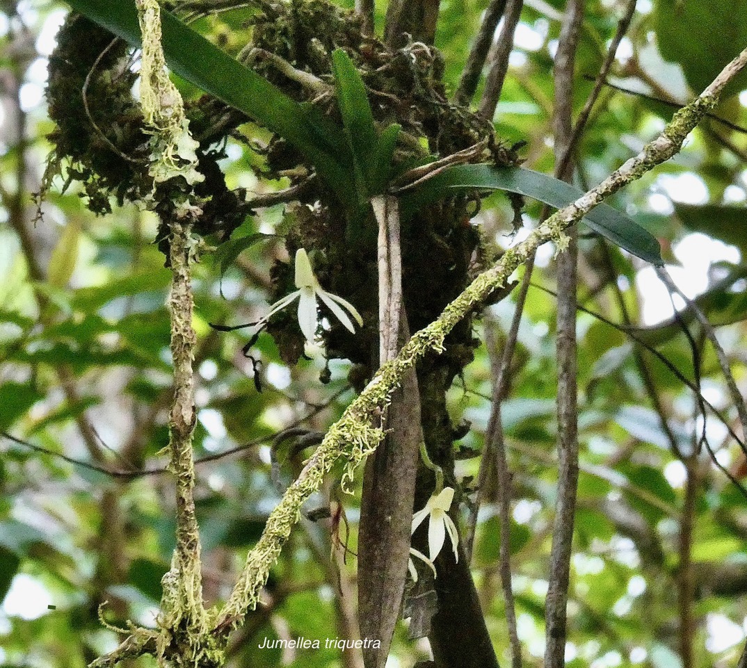 Jumellea triquetra .orchidaceae.endémique Réunion. (1).jpeg