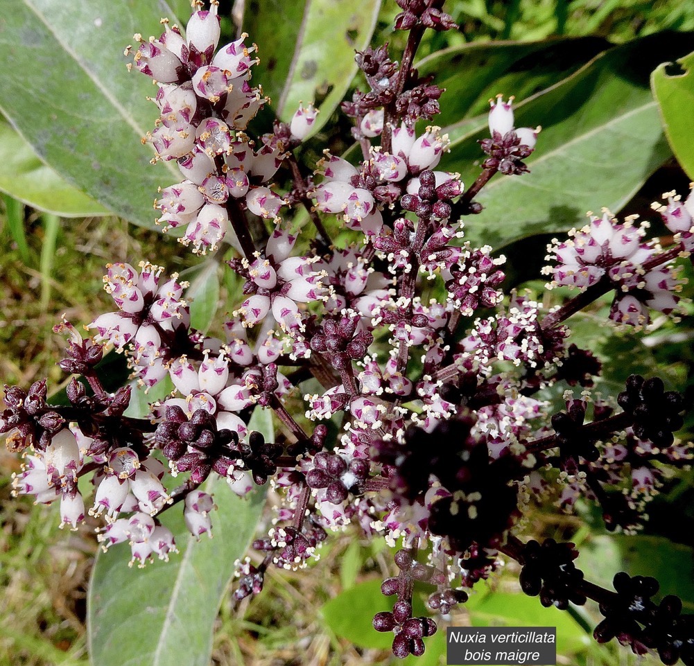 Nuxia verticillata.bois maigre.stilbaceae.endémique Réunion Maurice. (1).jpeg