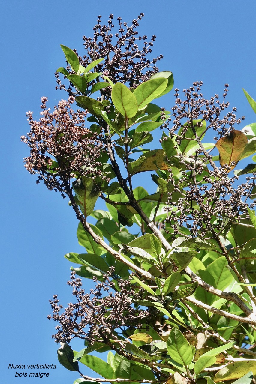 Nuxia verticillata.bois maigre.stilbaceae.endémique Réunion Maurice..jpeg