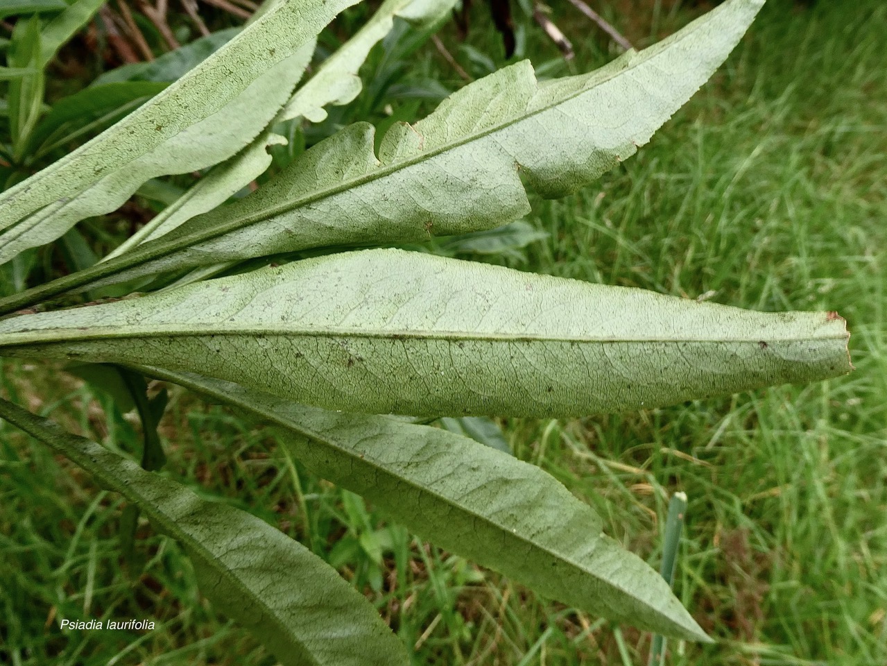 Psiadia laurifolia.bois de tabac.bois de chenilles .asteraceae.endémique Réunion. (1).jpeg