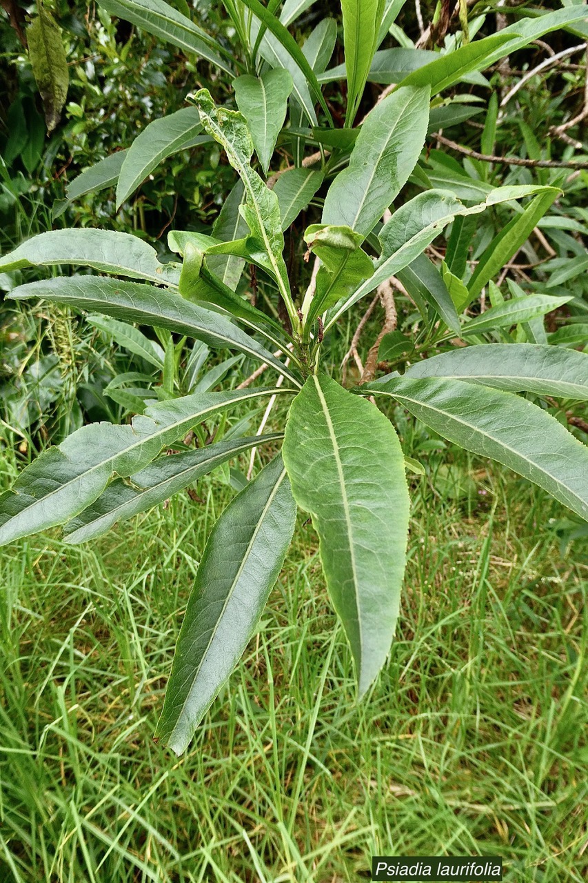 Psiadia laurifolia.bois de tabac.bois de chenilles .asteraceae.endémique Réunion. (2).jpeg