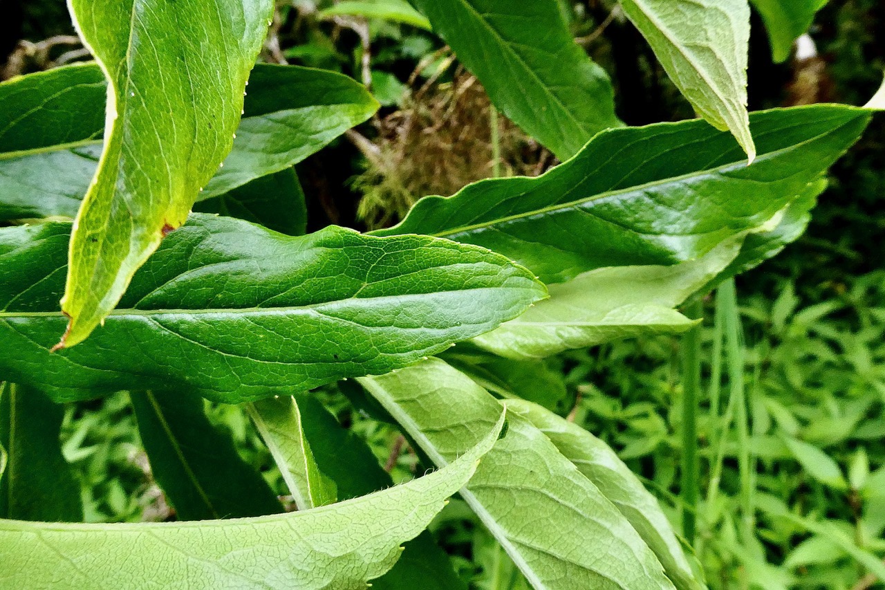 Psiadia sp .asteraceae. (3).jpeg