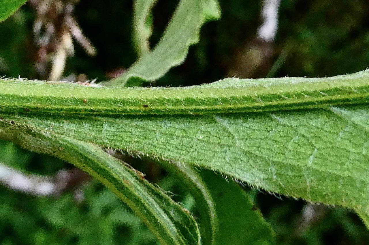 Psiadia sp .asteraceae. (5).jpeg