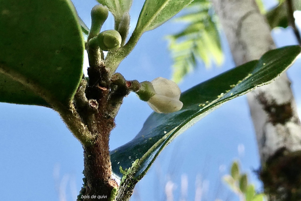 Turraea ovata  Bois  de  quivi .petit quivi .meliaceae.endémique Réunion Maurice. (2).jpeg