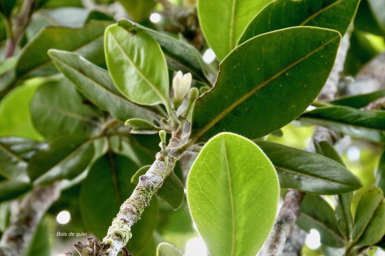 Turraea ovata  Bois  de  quivi .petit quivi .meliaceae.endémique Réunion Maurice..jpeg