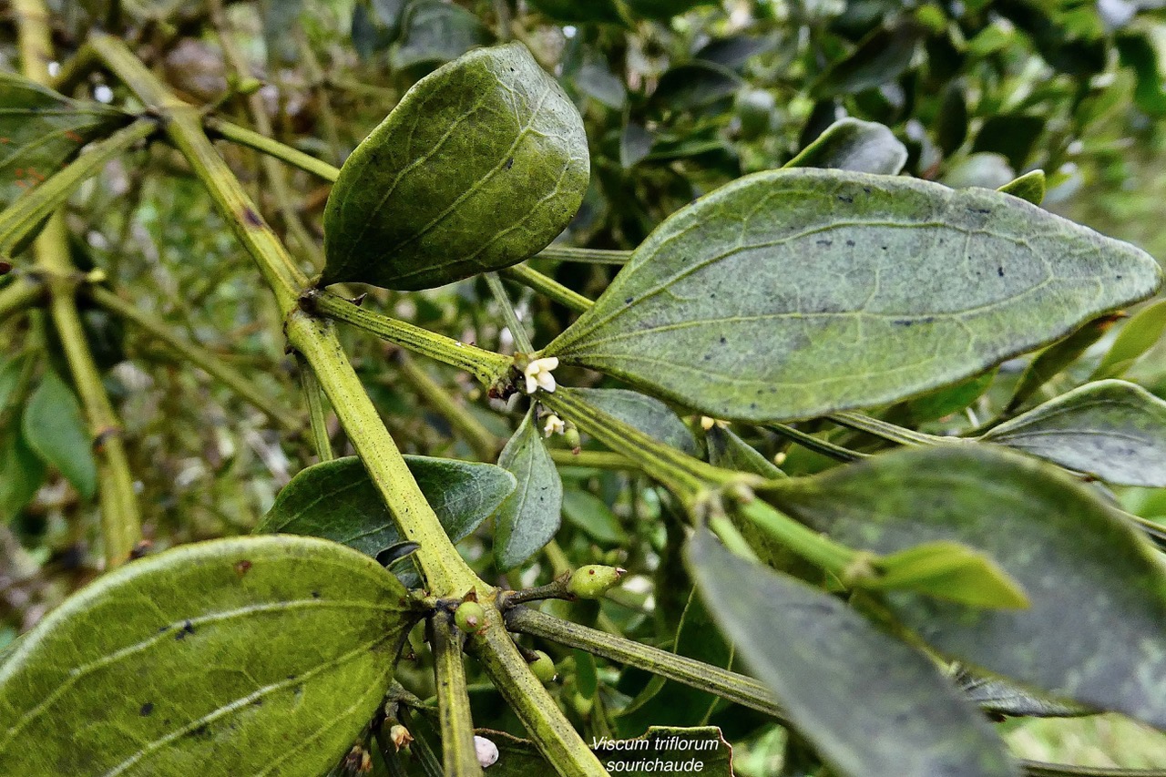 Viscum triflorum . sourichaude.santalaceae. indigène Réunion. (1).jpeg