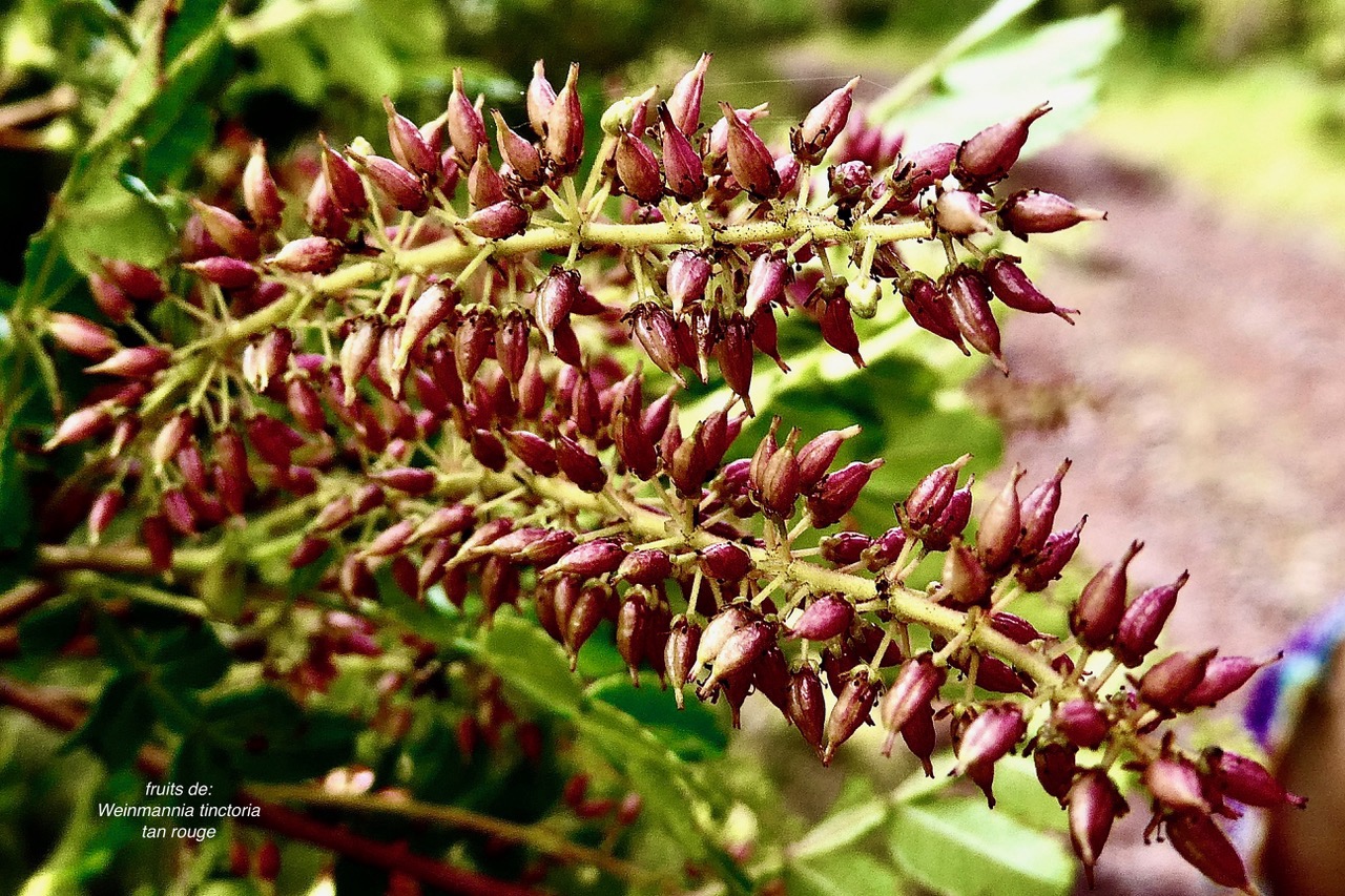 Weinmannia tinctoria.tan rouge.bois de tan.( infrutescences ).cunoniaceae.endémique Réunion. Maurice.jpeg