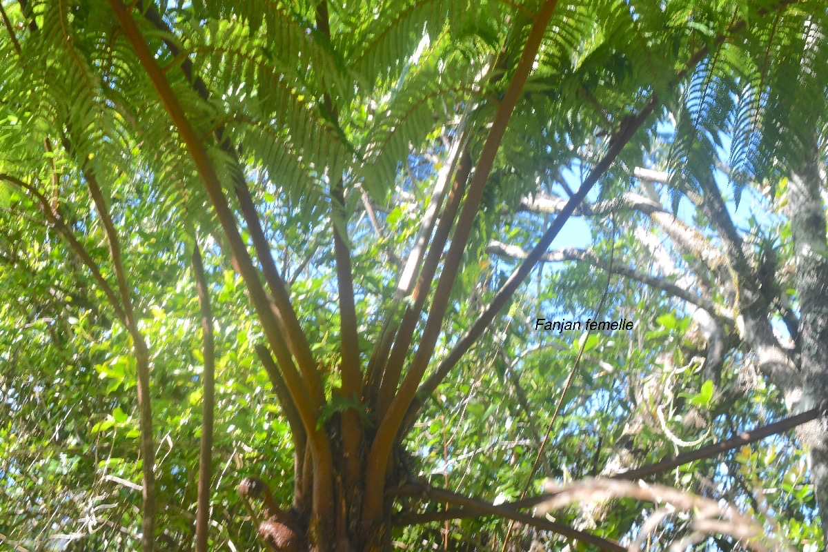 Alsophila glauca Fanjan femelle Cyatheaceae Endémique La Réunion 1590.jpeg