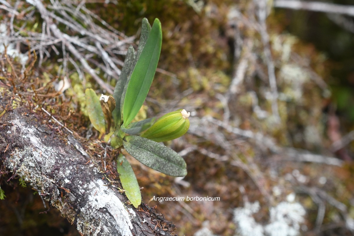 Angraecum borbonicum Orchidaceae Endémique La Réunion 1628.jpeg