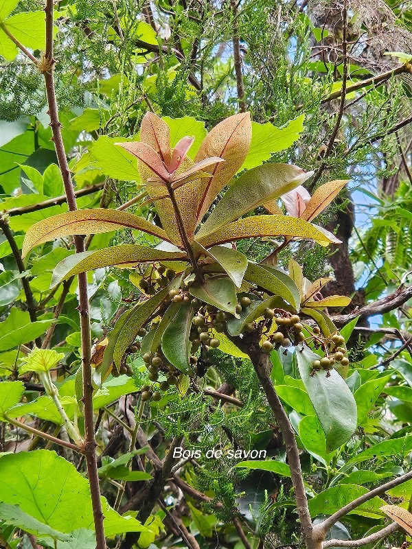 Badula grammisticta Bois de savon Primulaceae Endémique La Réunion 947.jpeg