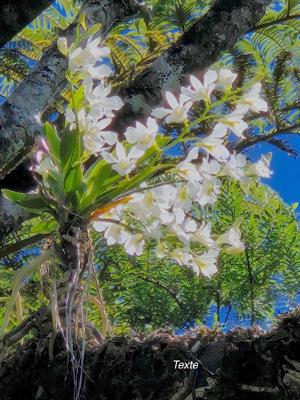 Beclardia macrostachya Muguet Orchidaceae Indigène La Réunion 243.jpeg