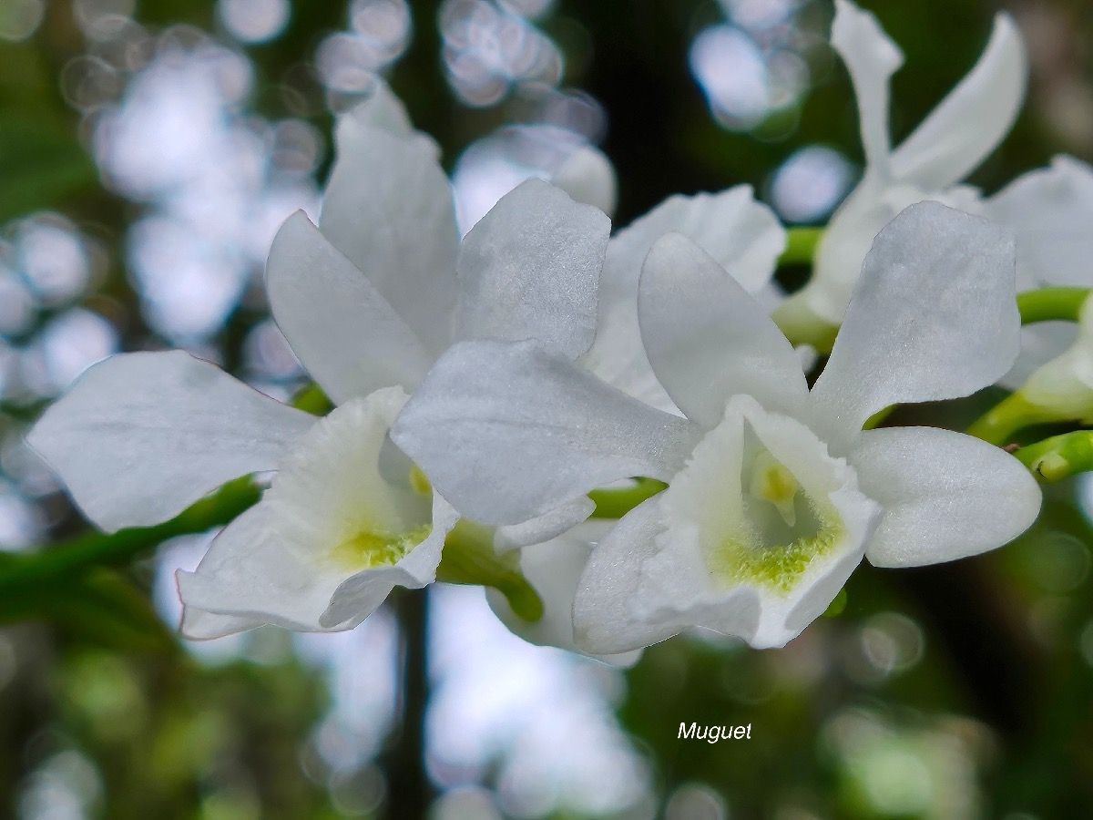 Beclardia macrostachya Muguet Orchidaceae Indigène La Réunion 937.jpeg