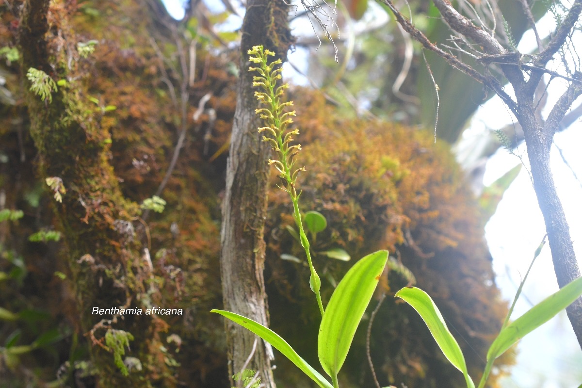 Benthamia africana Orchidaceae Indigène La Réunion 1631.jpeg