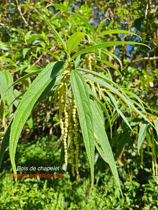 Boehmeria penduliflora Bois de chapelet Urticaceae E E 18.jpeg