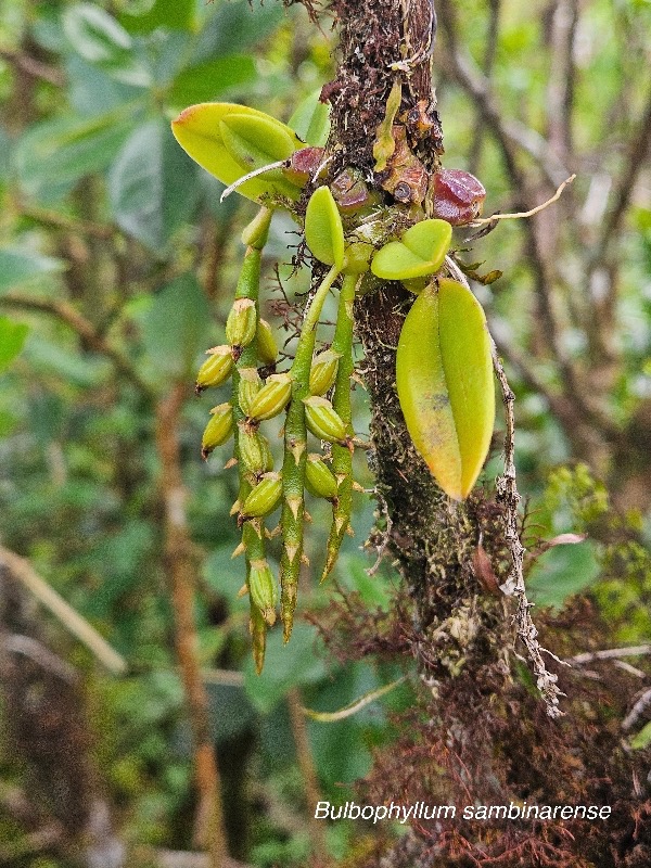 Bulbophyllum sambinarense Orchidaceae Indigène La réunion 48.jpeg