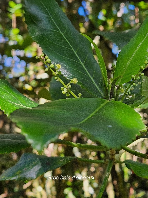 Claoxylon glandulosum Gros bois d'oiseaux E uphorbiaceae Endémique La Réunion 231.jpeg