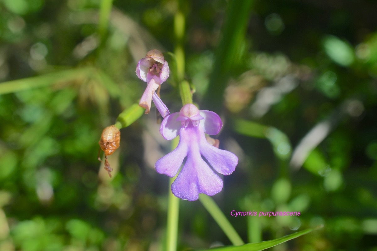 Cynorkis purpurascens Orchidacea e Indigène La Réunion 1582.jpeg