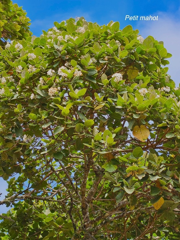 Dombeya ficulnea Petit mahot Malvac eae Endémique La Réunion 748.jpeg